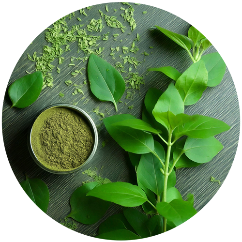 Gymnema Sylvestre